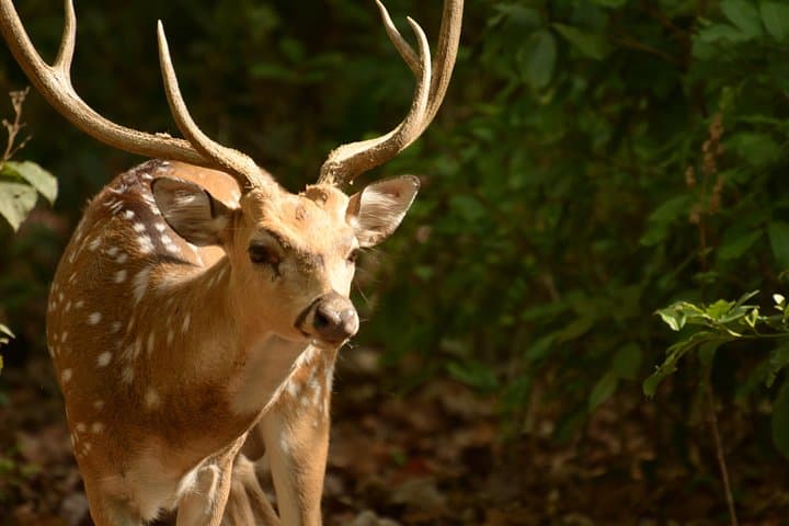 Overnight Jim Corbett Safari: Forest Rest House, Tiger Tracking & Wildlife Immersion photo 2