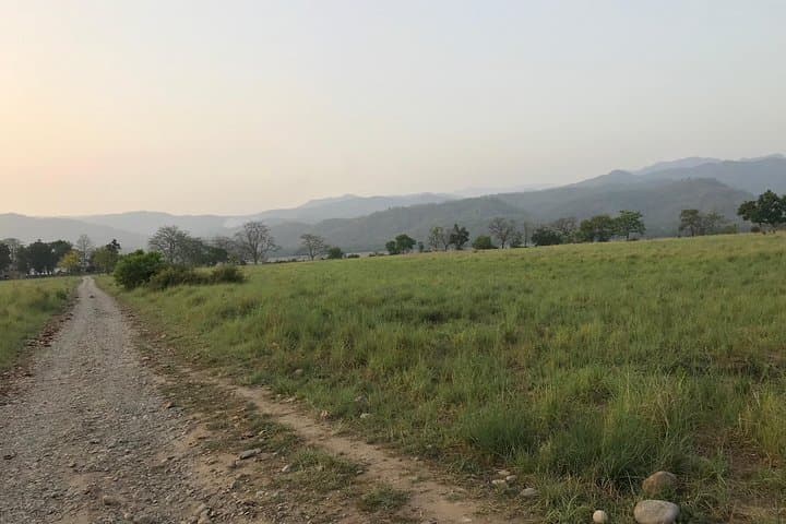 Overnight Jim Corbett Safari: Forest Rest House, Tiger Tracking & Wildlife Immersion photo 5
