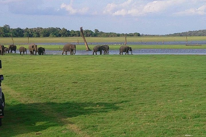 Minneriya Half-Day Safari from Habarana: See the Great Elephant Gathering photo 4