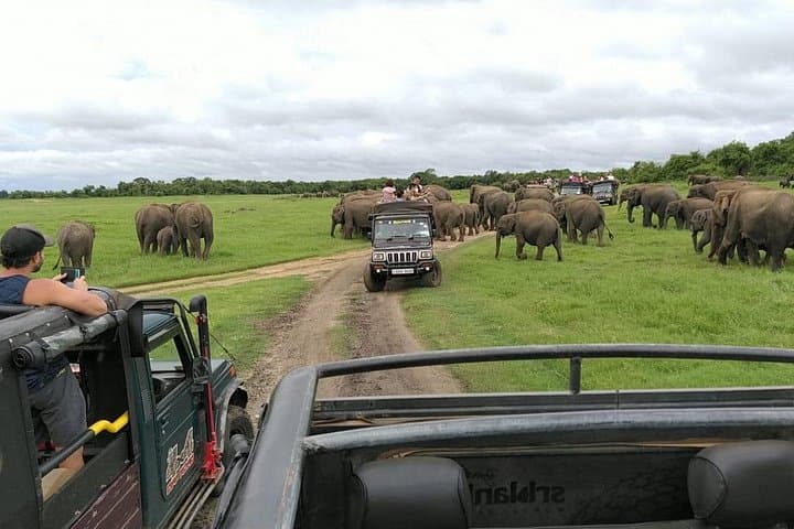 Minneriya Half-Day Safari from Habarana: See the Great Elephant Gathering photo 1