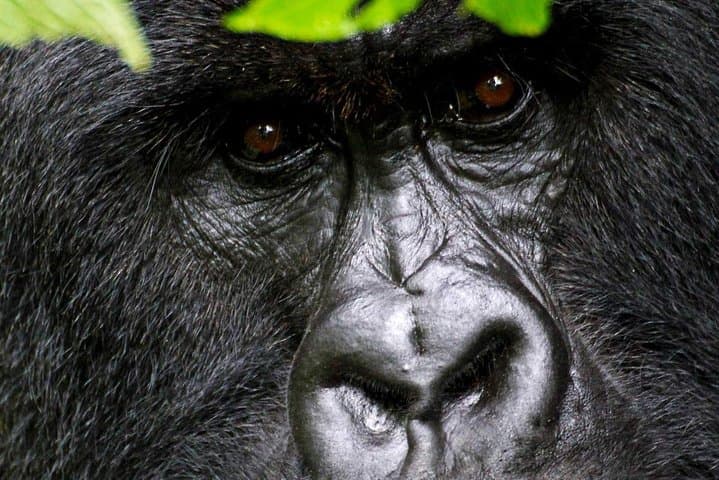 Two Days to the Gorillas: Uganda Transfer & Bwindi Trek from Kigali