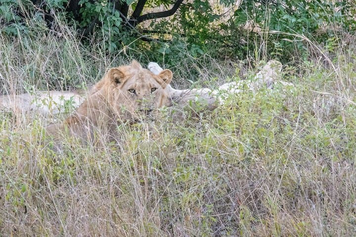 3-Day Chobe River Safari and Camping from Livingstone photo 3