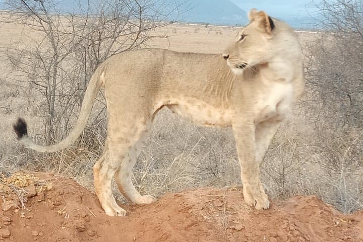 5-Day Masai Mara Safari & Hells Gate Adventure with Lake Naivasha
