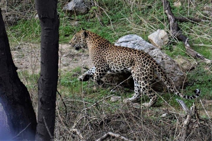 Jhalana Leopard Safari: Half-Day Jaipur Jeep Safari to Spot Leopards photo 3