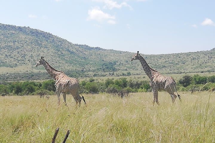 Pilanesberg Lion Safari: Open-Vehicle Game Drive & Predator Camps photo 2