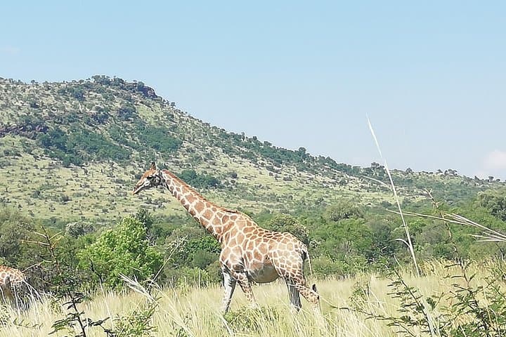 Pilanesberg Lion Safari: Open-Vehicle Game Drive & Predator Camps photo 3