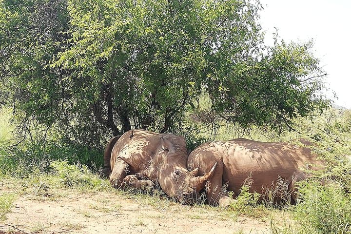 Pilanesberg Lion Safari: Open-Vehicle Game Drive & Predator Camps photo 4