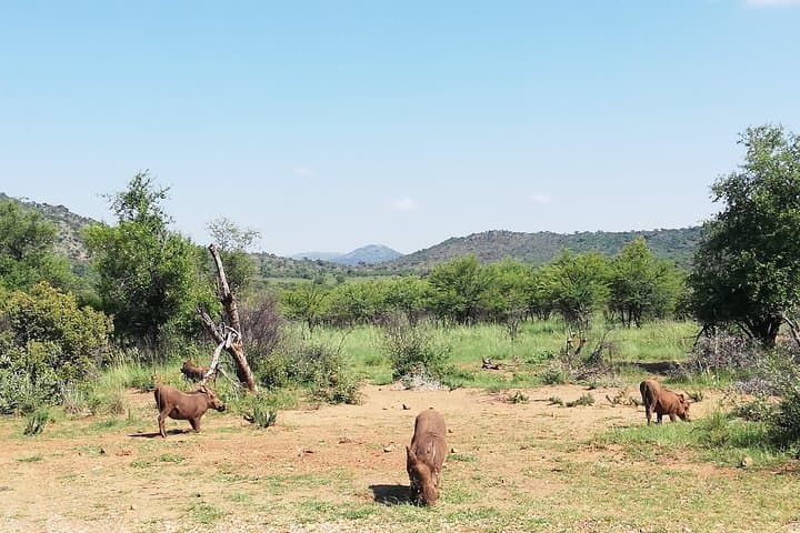 Pilanesberg Lion Safari: Open-Vehicle Game Drive & Predator Camps photo 5