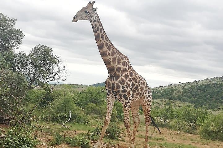 Pilanesberg Lion Safari: Open-Vehicle Game Drive & Predator Camps