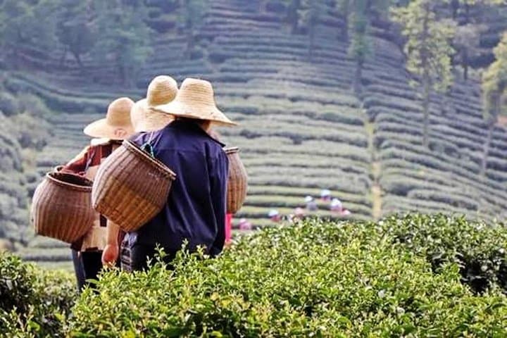 Hangzhou Private Day Tour from Nanjing: Bullet Train to West Lake, Lingyin & Tea Country