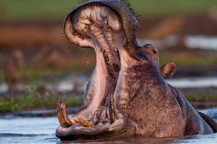 4-Day Astonishing Safari: Tarangire, Serengeti & Ngorongoro Crater photo 3