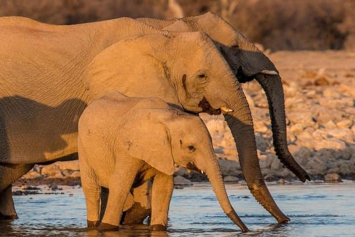 Self-Drive Namibia: 6-Day Etosha, Swakopmund & Sossusvlei Lodge Adventure photo 3