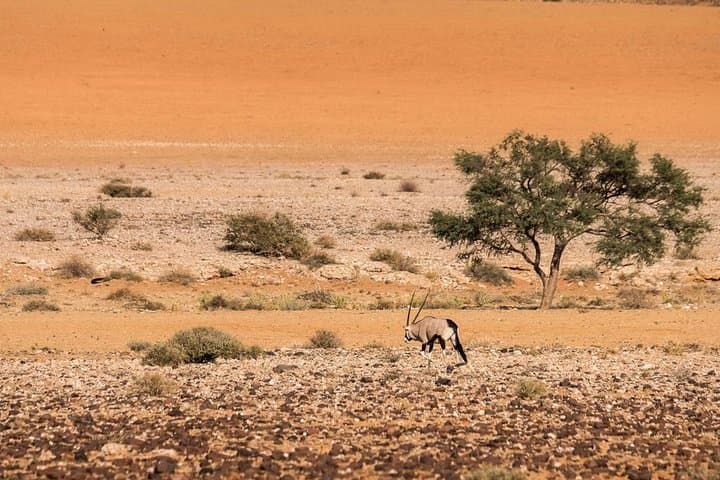 15-Day Self-Drive Through Namibia: Dunes, Wildlife & Coastal Skies