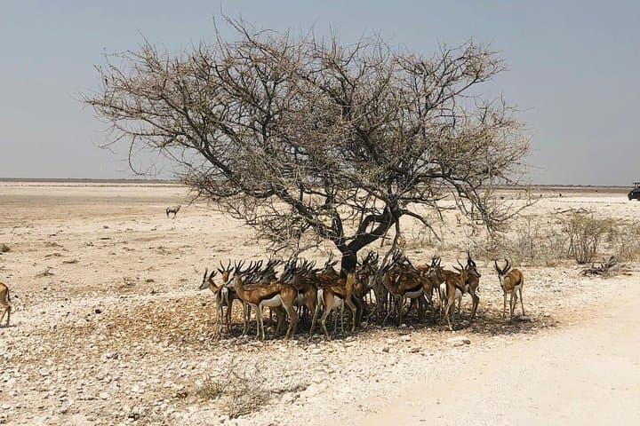Self-Drive Namibia: 6-Day Etosha, Swakopmund & Sossusvlei Lodge Adventure photo 6