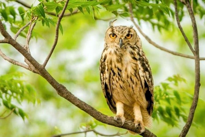 Jhalana Leopard Safari: Half-Day Jaipur Jeep Safari to Spot Leopards photo 2