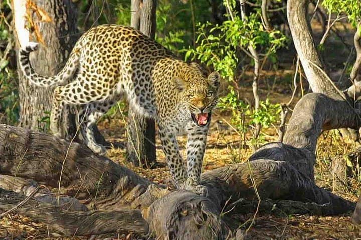 Jhalana Leopard Safari: Half-Day Jaipur Jeep Safari to Spot Leopards photo 4