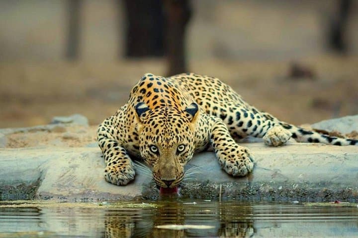 Jhalana Leopard Safari: Half-Day Jaipur Jeep Safari to Spot Leopards photo 1