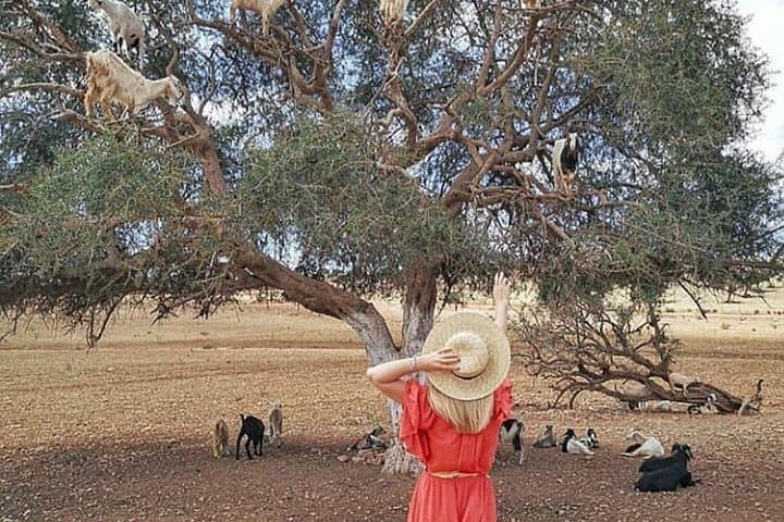 Day Trip from Marrakech to Essaouira (Mogador): Private Full-Day Coastal Escape photo 4