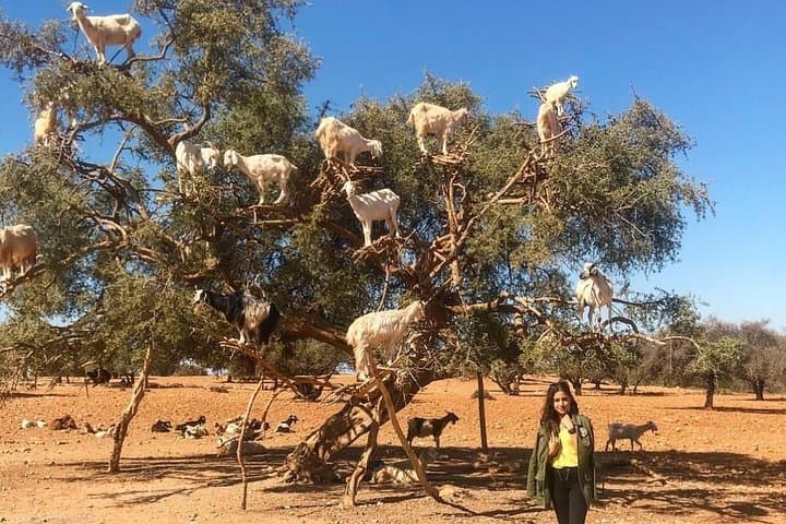 Essaouira Day Trip from Marrakesh: Coastal Port, Medina & Argan Oil photo 4