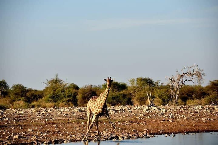 15-Day Namibia & Botswana Self-Drive: Sossusvlei Dunes to Chobe Elephants photo 6