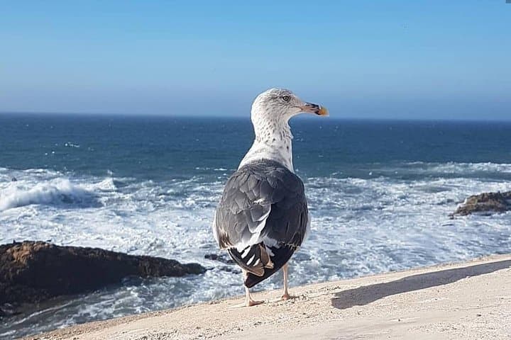 Essaouira Day Trip from Marrakech — Explore Mogador’s Medina, Beaches & Argan Groves photo 4