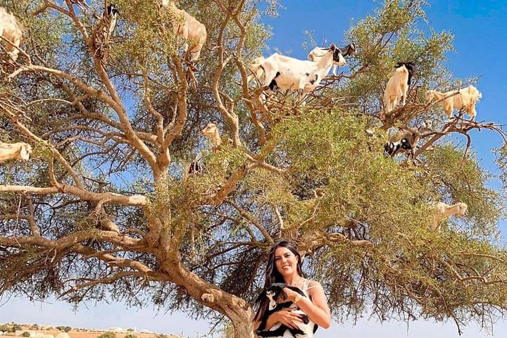 Essaouira Day Trip from Marrakech — Explore Mogador’s Medina, Beaches & Argan Groves photo 5