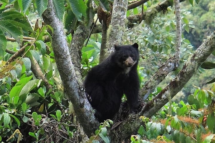 Manu Jungle Tour (3 Days) — Parrot Clay Licks, Cloud Forests & River Rafting from Cusco photo 3