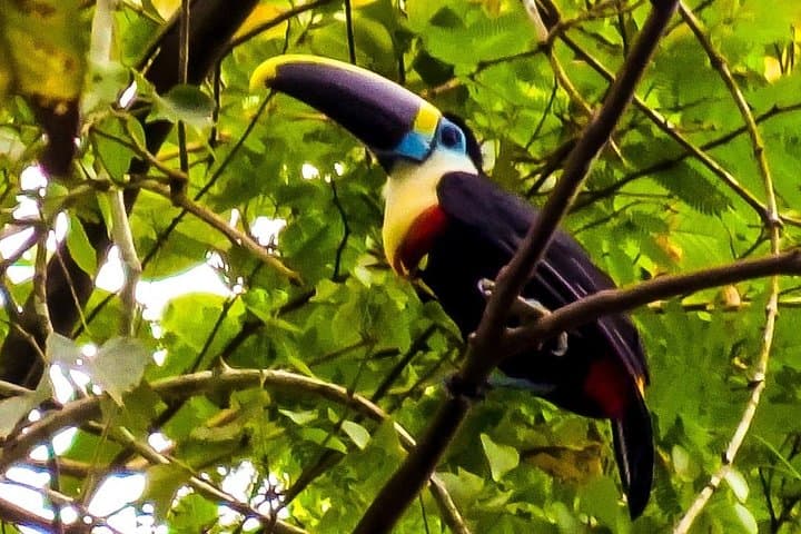 Manu Jungle Tour (3 Days) — Parrot Clay Licks, Cloud Forests & River Rafting from Cusco photo 6