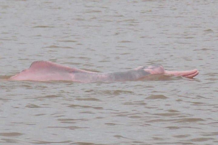 Full-Day Pacaya Samiria Reserve: Amazon Wildlife Cruise from Iquitos