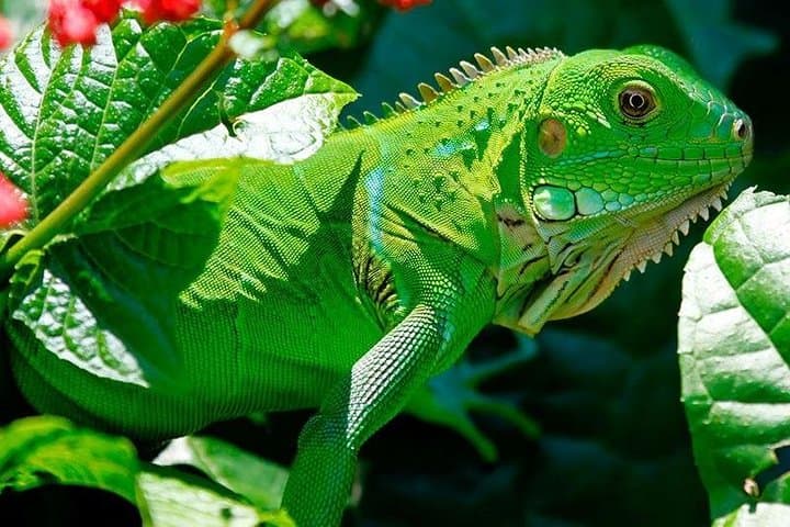 Manu Jungle Tour (3 Days) — Parrot Clay Licks, Cloud Forests & River Rafting from Cusco