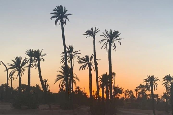 Camel Ride in Marrakech Palmgrove: 1-Hour Desert Experience with Nomad Tea photo 4