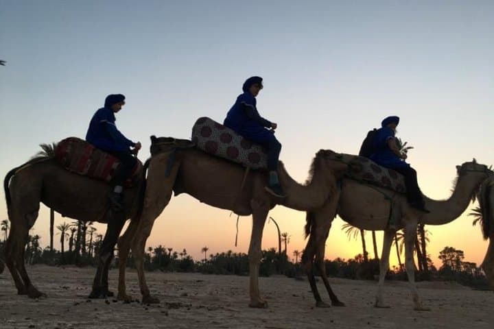 Camel Ride in Marrakech Palmgrove: 1-Hour Desert Experience with Nomad Tea photo 5