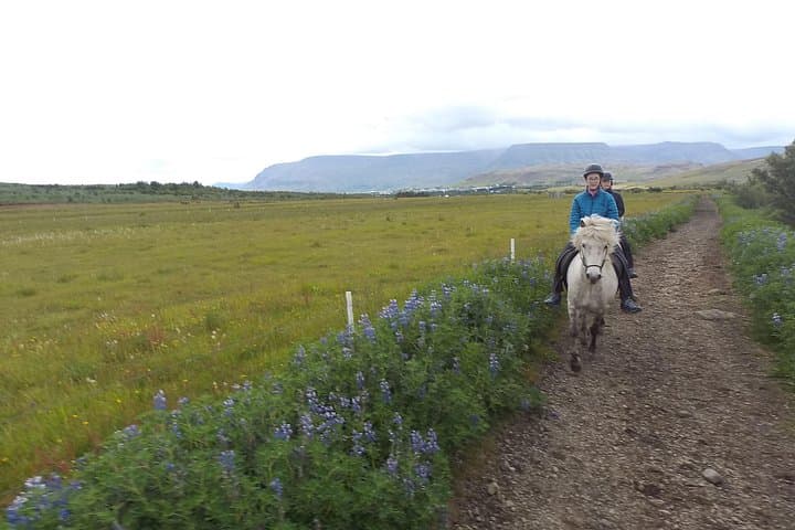 Private Icelandic Horse Riding Tour from Reykjavík to Úlfarsfell photo 3