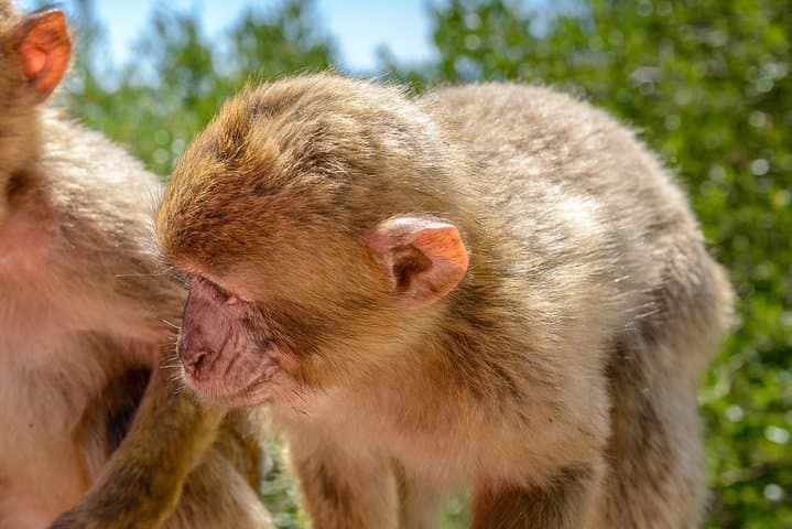 Gibraltar Panoramic Tour: Upper Rock, Monkeys & Pillars of Hercules photo 5