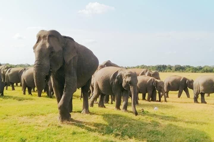 Minneriya Elephant Safari, Sigiriya Rock & Dambulla Cave Temples — Full-Day Adventure photo 2