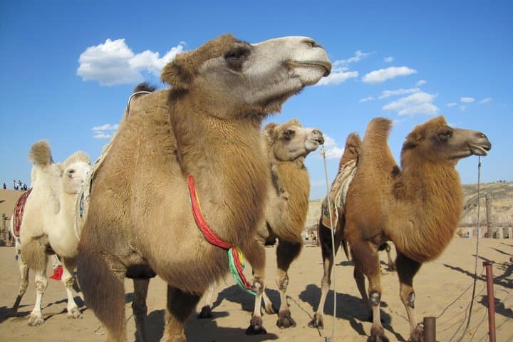 2-Day Central Mongolia: Karakorum, Nomads & Khustai National Park photo 5