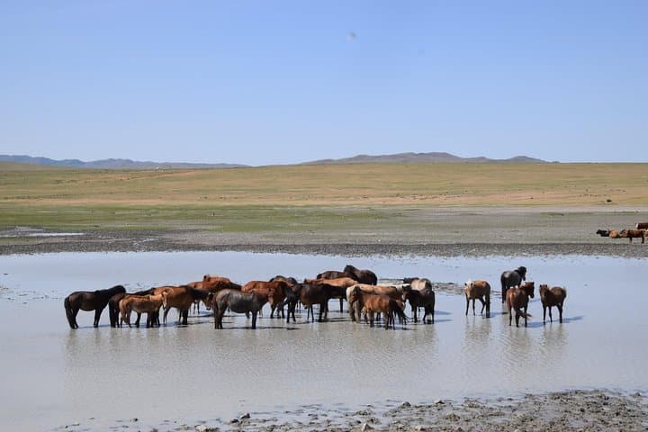 2-Day Central Mongolia: Karakorum, Nomads & Khustai National Park photo 3
