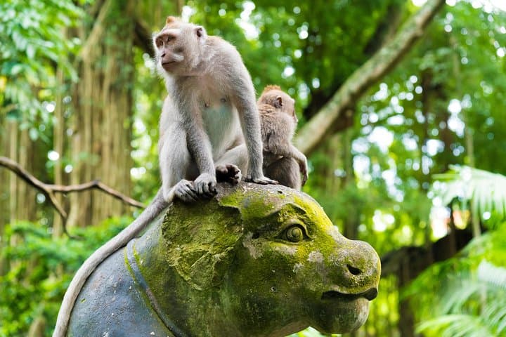 Full-Day Private Ubud Highlights Tour: Monkey Forest, Tegalalang & Temples photo 2