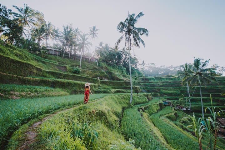 Full-Day Private Ubud Highlights Tour: Monkey Forest, Tegalalang & Temples photo 4