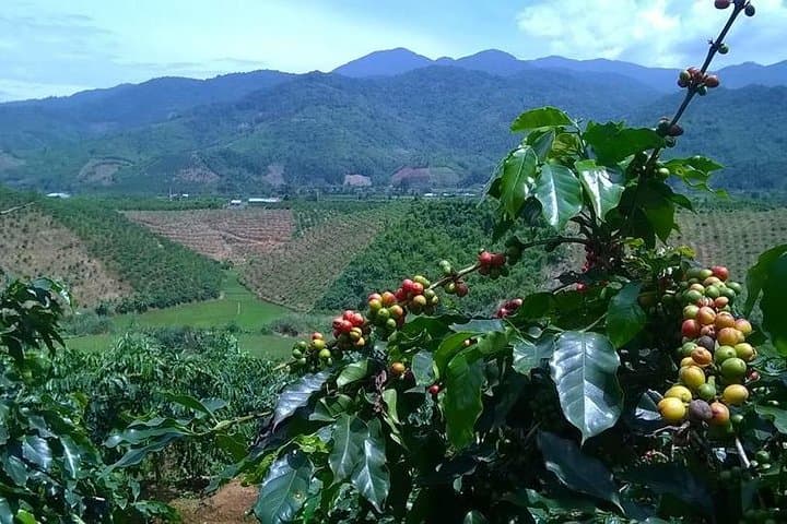 Nha Trang to Dalat Full-Day Trip: Waterfalls, Pagodas & Pine Forests photo 3