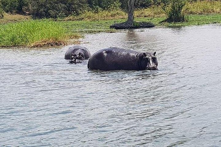 Chobe Day Trip from Livingstone — Chobe River Cruise & Afternoon Game Drive photo 6