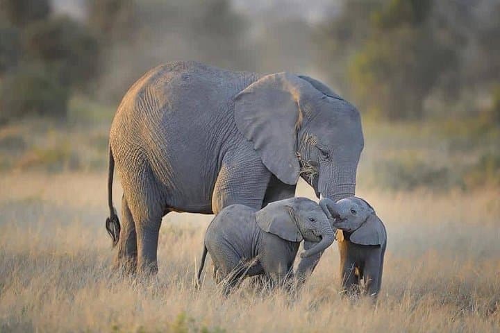 4-Day Tarangire, Serengeti & Ngorongoro Safari — Big Five, Crater Floor & Camping photo 1