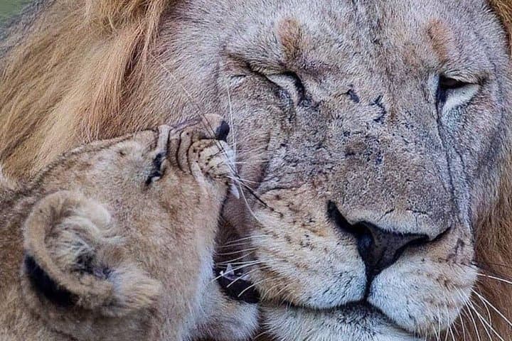 4-Day Tarangire, Serengeti & Ngorongoro Safari — Big Five, Crater Floor & Camping photo 2