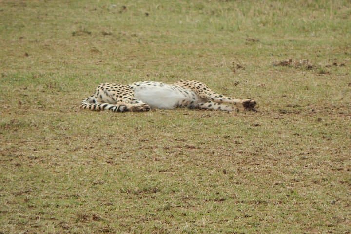4-Day Tarangire, Serengeti & Ngorongoro Safari — Big Five, Crater Floor & Camping photo 4