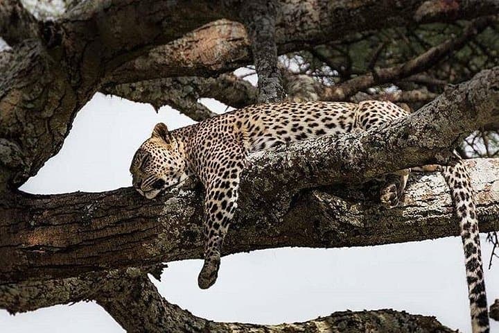 3-Day Tarangire, Ngorongoro Crater & Lake Manyara Safari photo 1
