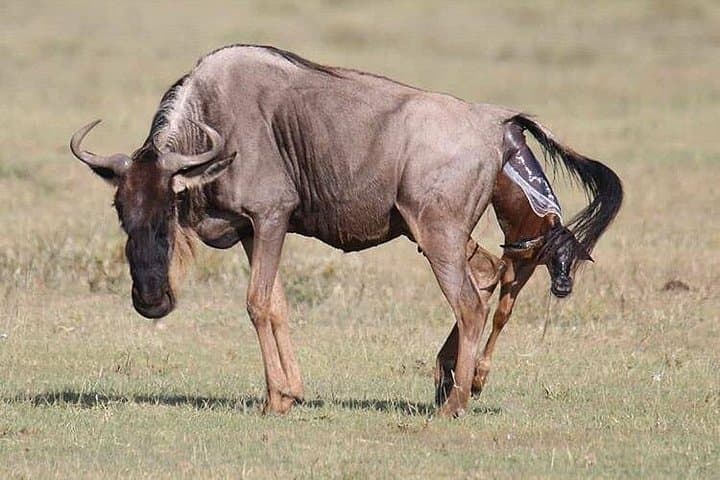3-Day Tarangire, Ngorongoro Crater & Lake Manyara Safari photo 2