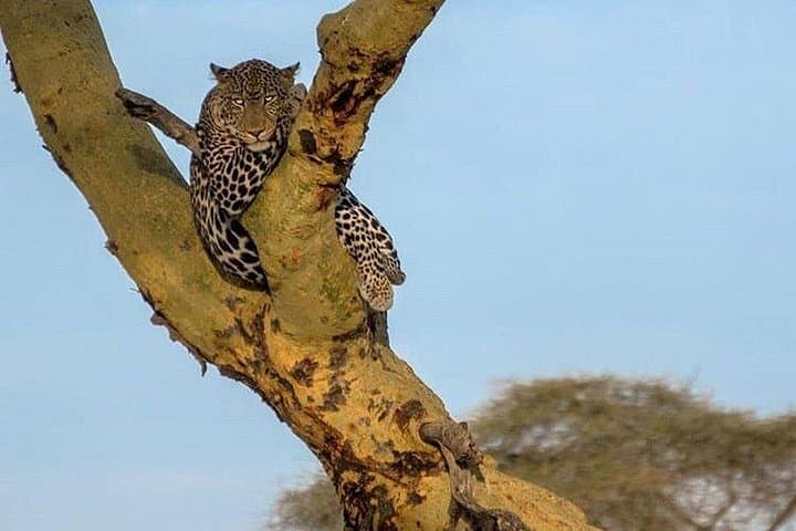 3-Day Tarangire, Ngorongoro Crater & Lake Manyara Safari photo 4