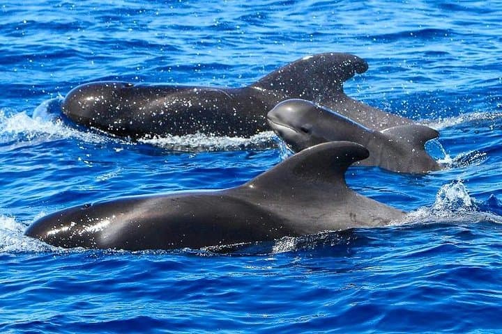 Sailing to Los Gigantes: Whale Watching from Costa Adeje photo 2
