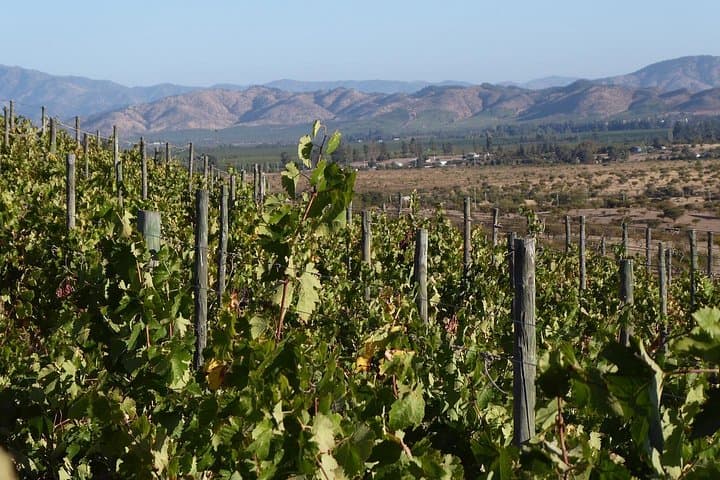 Polkura Vineyard Tasting in Colchagua Valley — Marchigüe Wine Tour photo 3