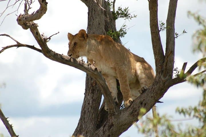3-Day Masai Mara Safari by Air from Nairobi — Fly-In Big-Game Experience photo 3